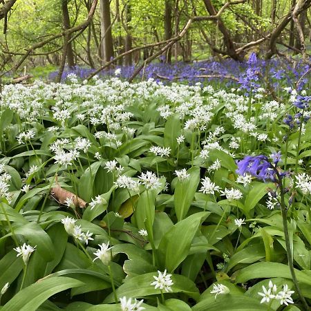 Bluebells Farmstay Michelmersh Exterior photo